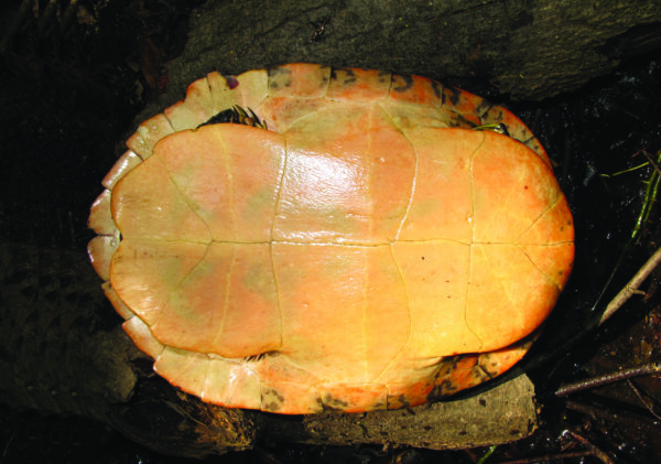 Isang imahe ng Northern Red-Bellied Cooter