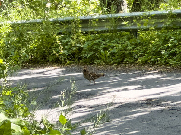 Isang babaeng ruffed grouse na tumatawid sa Reddish Knob Spur road. Hindi bababa sa apat na iba pa, posibleng mga batang ibon, ang nagtatago sa magkabilang gilid ng kalsada. Credit ng Larawan: Lisa Mease