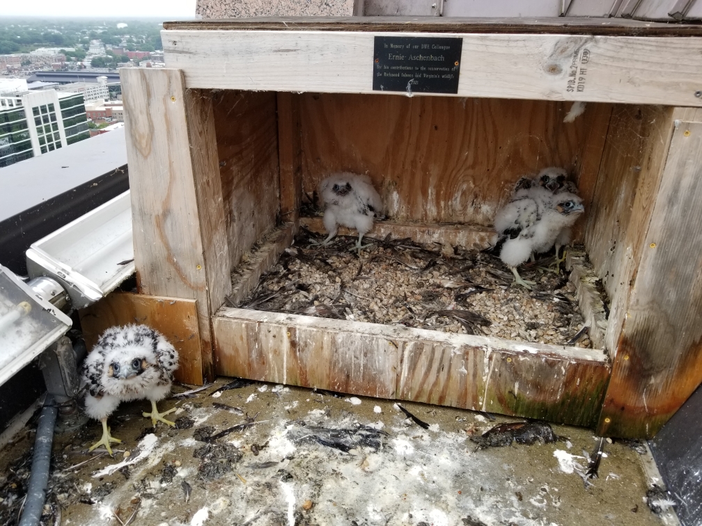 Ang apat na sisiw ng falcon bago lang makolekta para sa banding