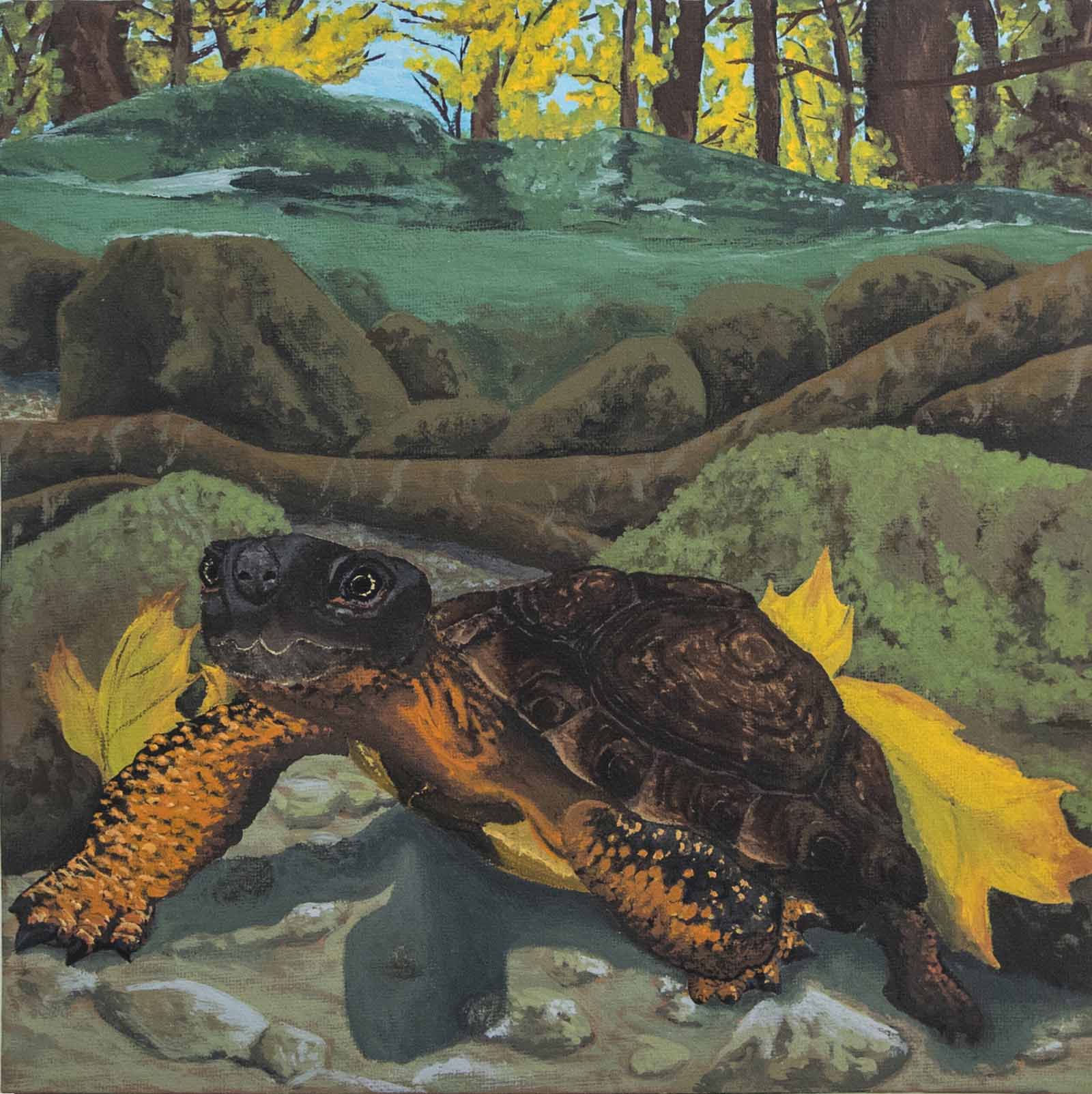Isang acrylic painting na naglalarawan ng isang wood turtle sa tirahan nito sa tubig.