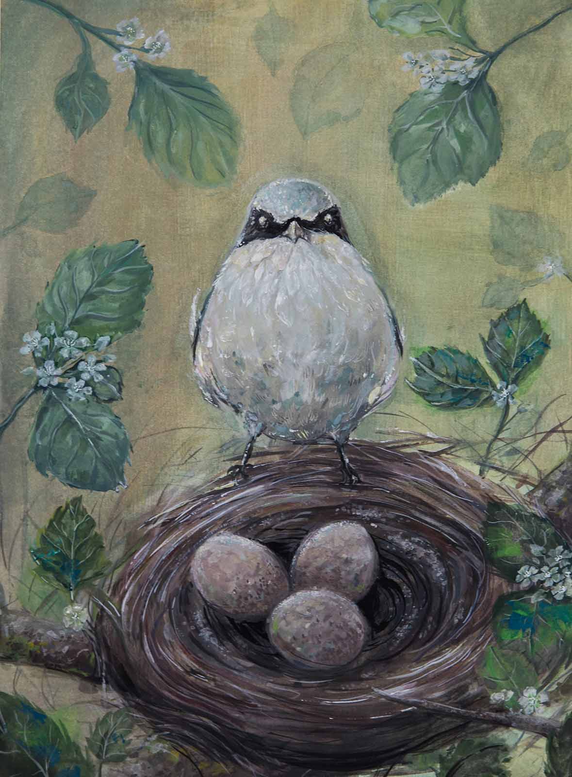 Isang tariktik sa bukid (loggerhead shrike) na nakadapo sa pugad na naglalaman ng tatlong itlog.