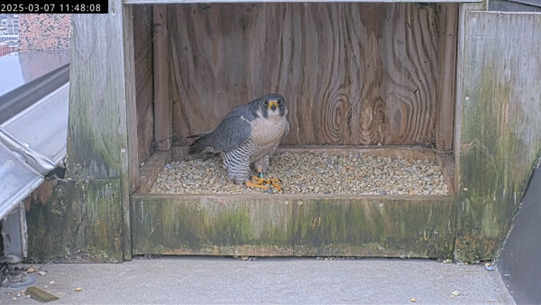 Isang peregrine flacon na nakatayo sa nest box nito.