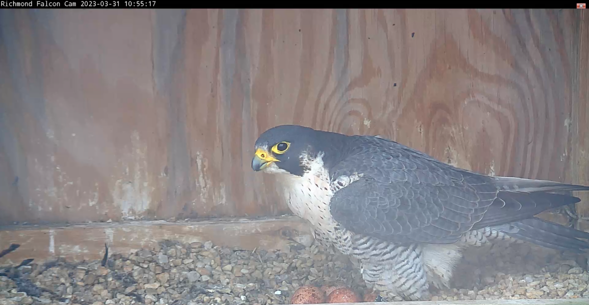 Isang imahe ng babaeng Peregrine falcon na nakatayo sa ibabaw ng clutch ng apat na itlog sa loob ng nest box.