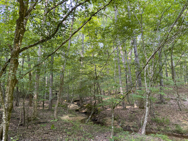 Ang mga woodpecker na may pulang ulo ay matatagpuan sa mababang lugar malapit sa mga batis. Credit ng Larawan: Lisa Mease 