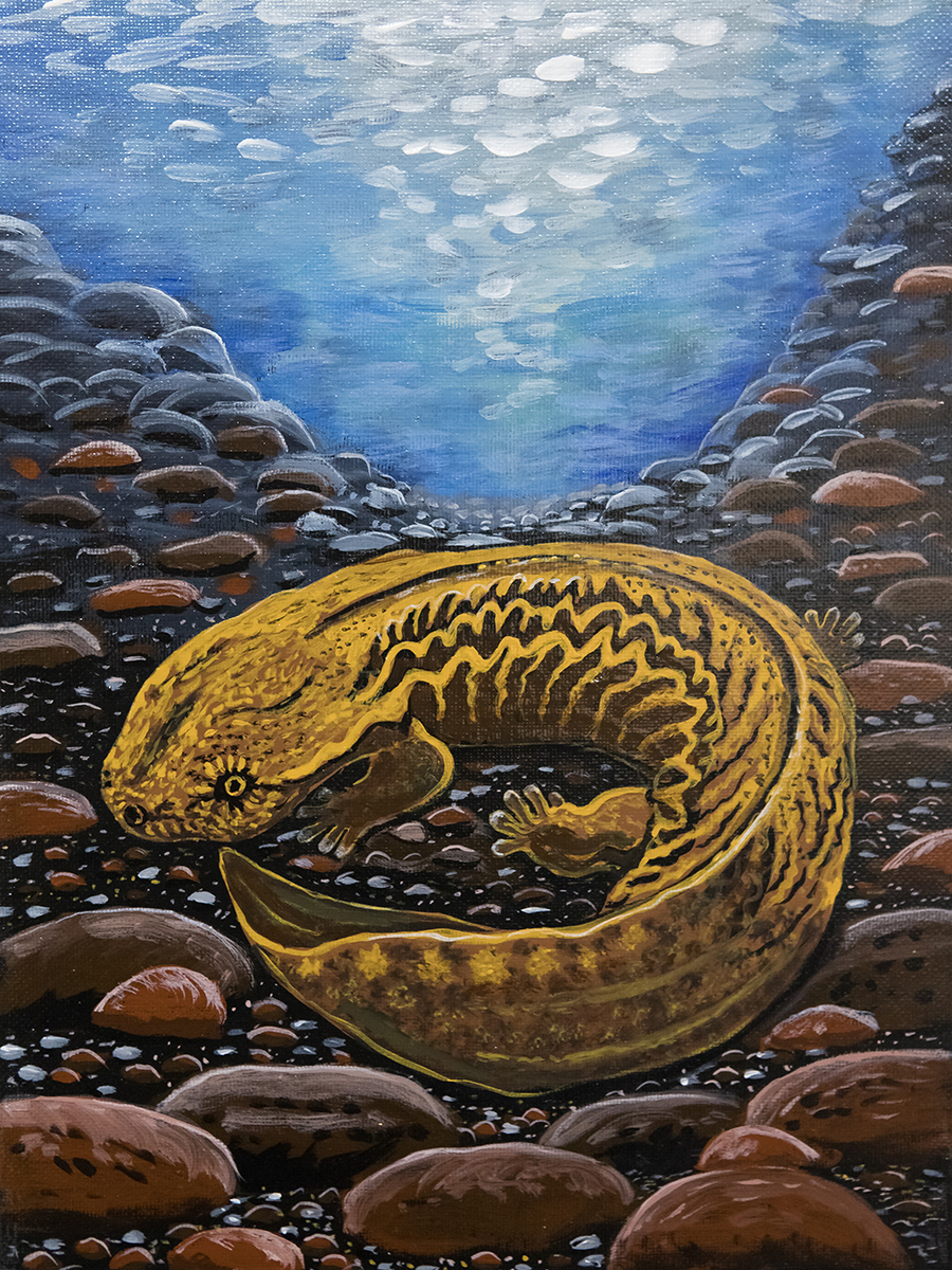Napili ang "Hellbender" ni Sandy James na kopyahin bilang isang art print para sa mga miyembro ng Restore the Wild.