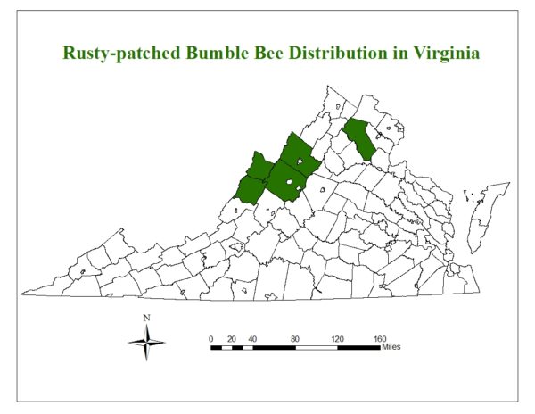 Distribution map ng Rusty patched Bumblebee