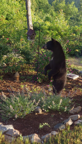 Isang itim na oso na nakatayo sa hulihan nitong mga paa malapit sa isang residential bird feeder