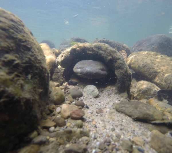 Isang imahe ng isang Male hellbender sa loob ng underwater nest box nito na kahawig ng isang guwang na troso