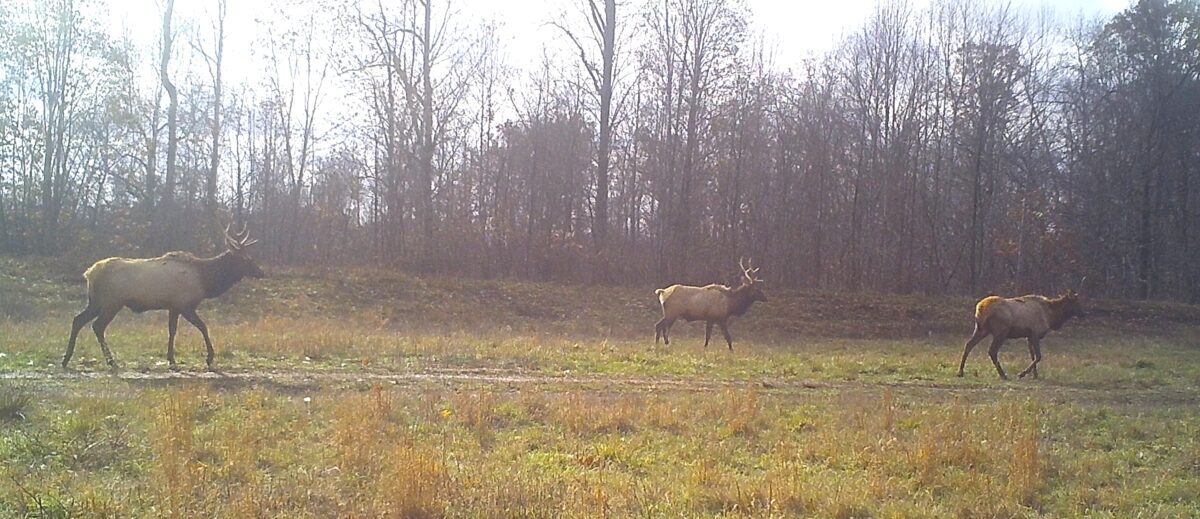 Isang maliit na grupo ng bull elk