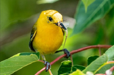 Prothonotary Warbler na may dalang pagkain