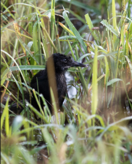 Virginia Rail Fledgling