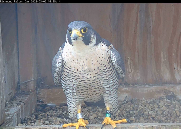 Isang larawan ng peregrine falcon 95/AK na dumapo sa labi ng isang kahoy na nesting box