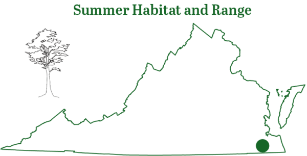 Ang seminole bat ay nakita sa isang kuweba sa timog-silangang Virginia
