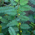 Isang halamang may berdeng dahon na may maliliit na dilaw na bulaklak