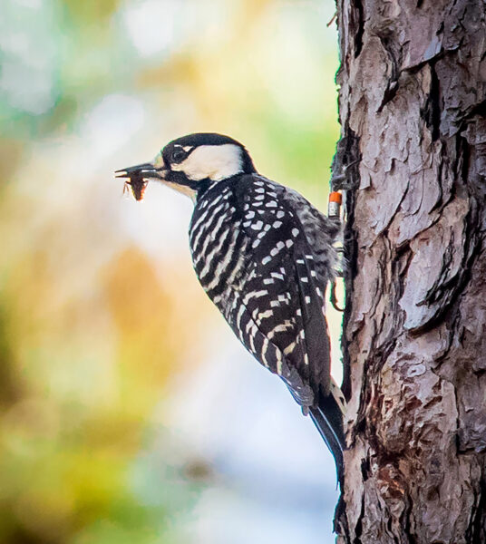 Red-coated woodpecker na may isang insekto sa kanyang bibig na kumapit sa gilid ng isang puno.