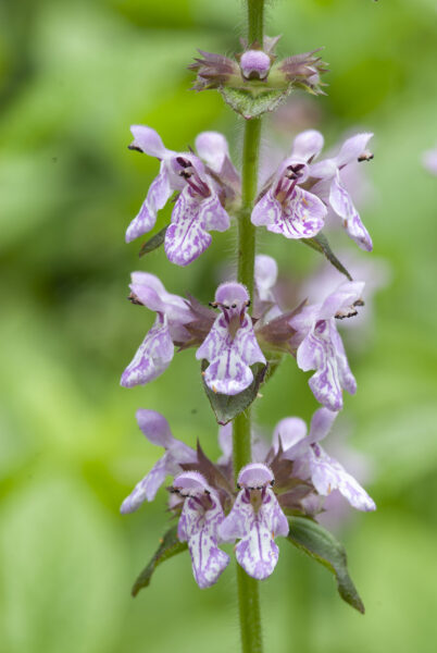 Pink yadkin hedge-nettle.