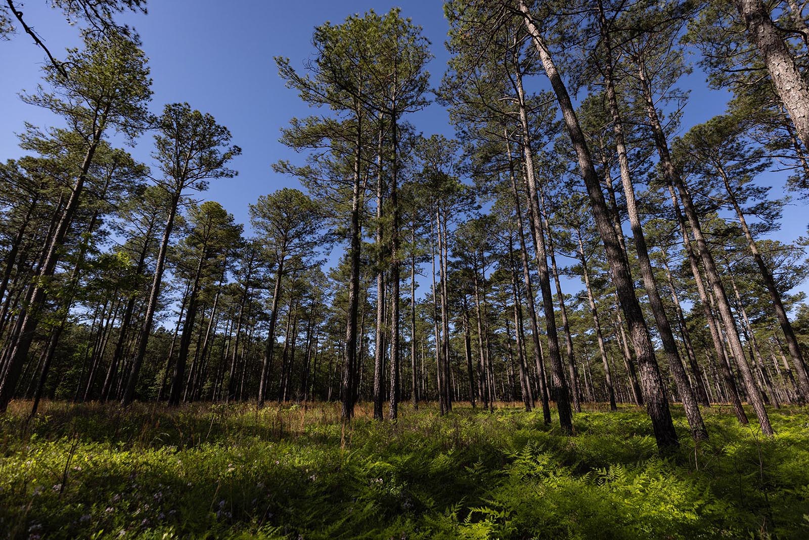 Isang larawan ng isang pine forest na may kaunting understory at luntiang paglaki sa lupa.