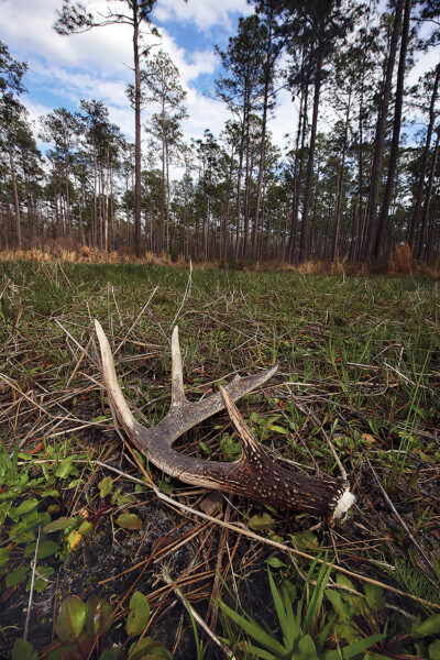Isang imahe ng isang angler ng usa sa lupa sa isang pine forest