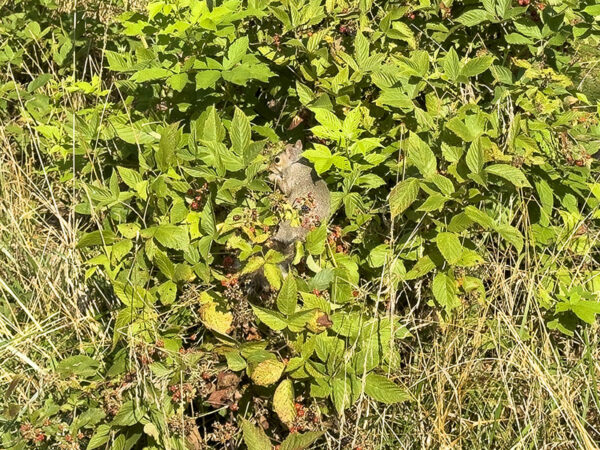 Sa Hulyo, asahan na makakahanap ng mga gray na squirrel, eastern chipmunks, at maraming species ng mga ibon na tumatangkilik sa mga ligaw na berry. Credit ng Larawan: Lisa Mease