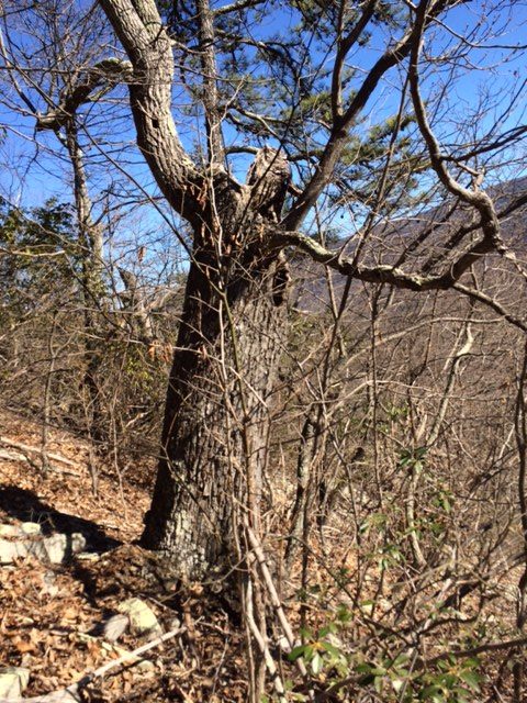 Isang imahe ng isang guwang na puno; paminsan-minsan ang mga itim na oso ay hibernate sa loob ng mga ito