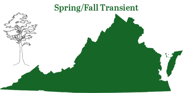 Ang Silver Haired bat ay matatagpuan sa buong Virginia