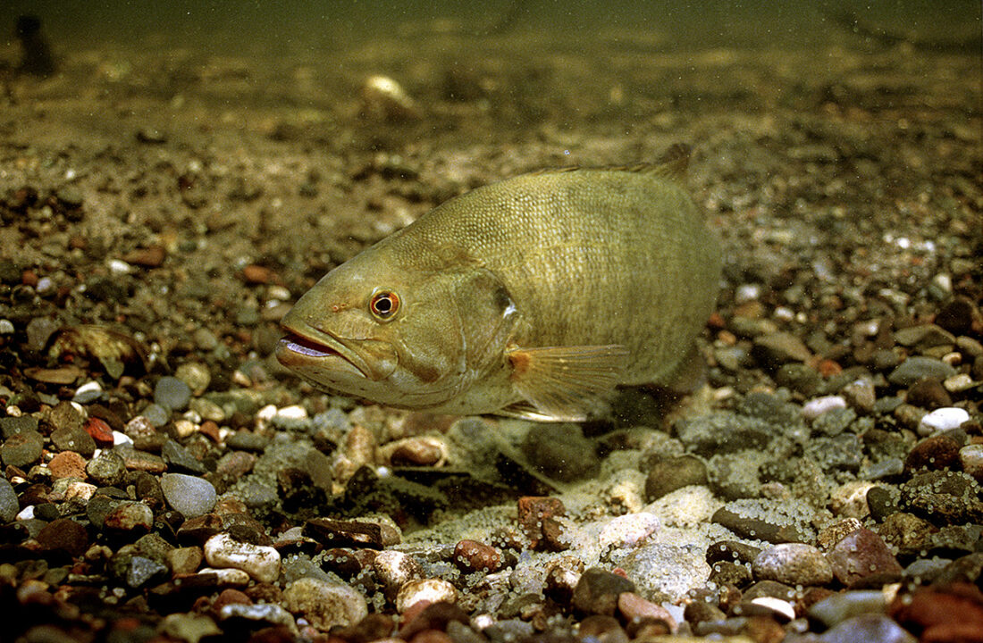 Isang imahe ng smallmouth bass sa ilalim ng isang riverbed; ang pag-aalis ng mga dam ay lumilikha ng mga daanan para madaanan ng mga isda sa kanilang mga pinangingitlogan.