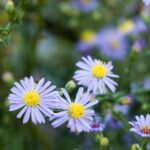 Isang close-up na larawan ng isang light purple na bulaklak na may dilaw na gitna
