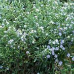 Maraming mapusyaw na lilang bulaklak na may dilaw na mga sentro