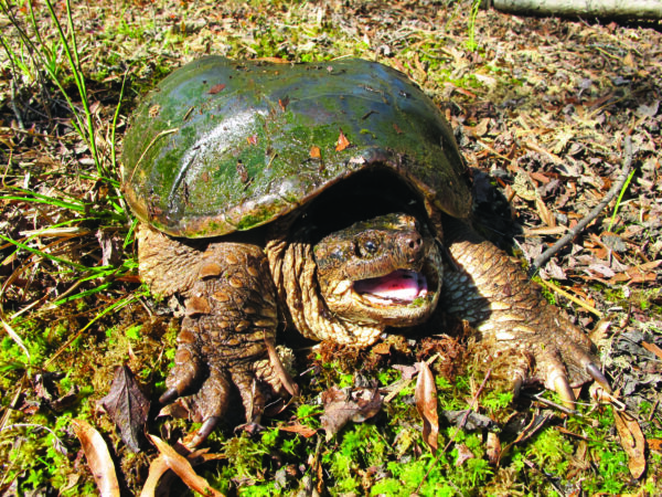 Larawan ng North American Snapping Turtle