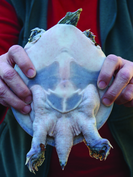 Isang imahe ng Eastern spiny softshell