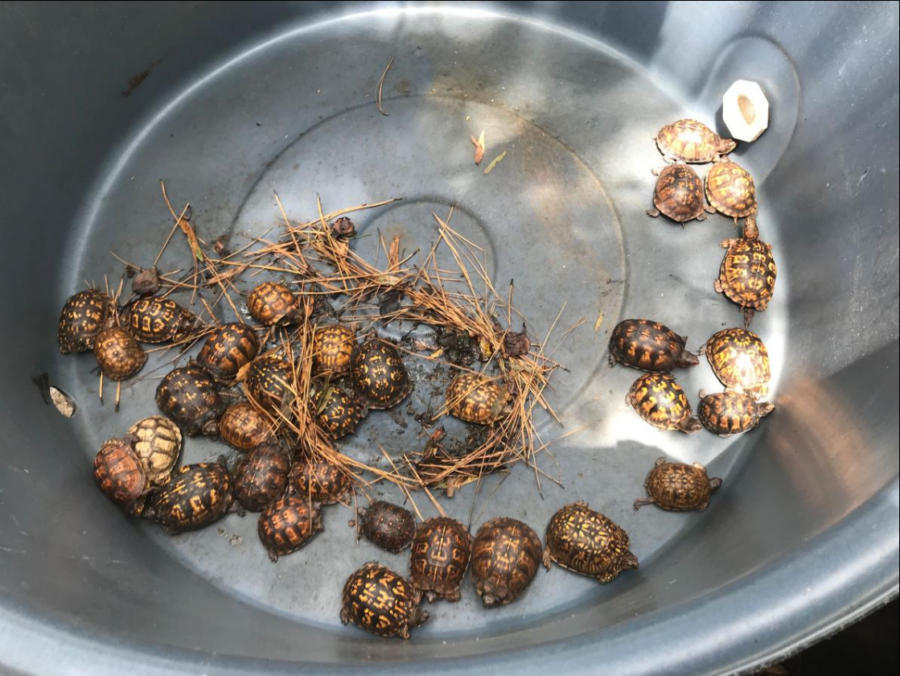 Isang imahe ng isang metal bin na sinisingil ng mga baby eastern box turtles na ilegal na nakunan