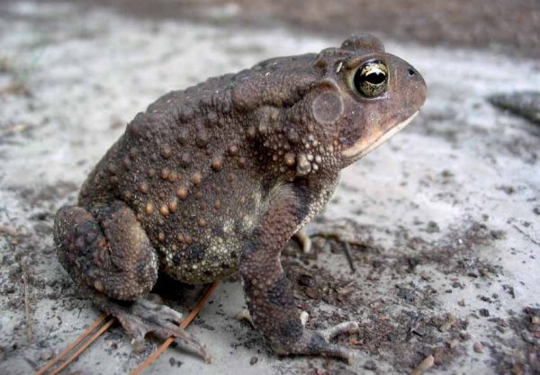 Isang imahe ng isang southern toad na nakikita mula sa gilid