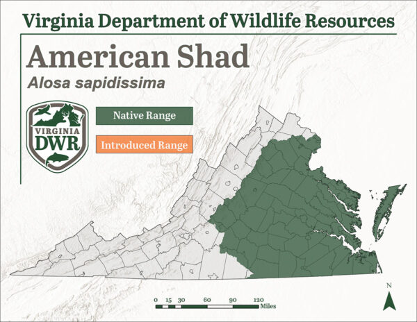 Saklaw ng pamamahagi ng American Shad sa Virginia