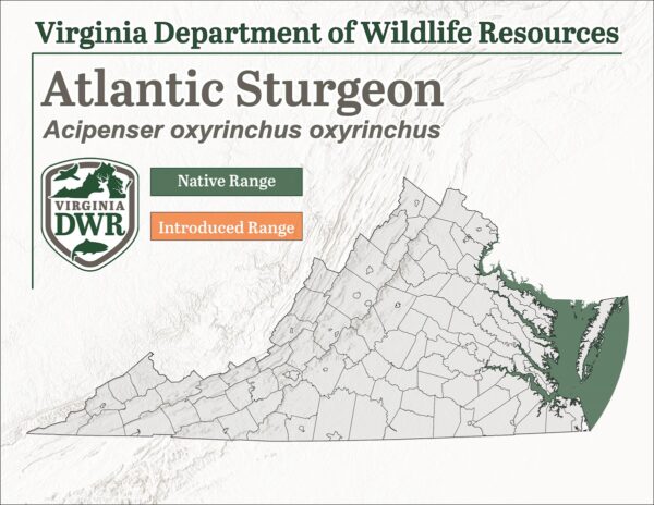Pamamahagi ng Atlantic Sturgeon (Acipenser oxyrinchus oxyrinchus) sa Virginia.