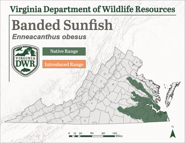 Ang Banded sunfish ay matatagpuan sa silangang Virginia