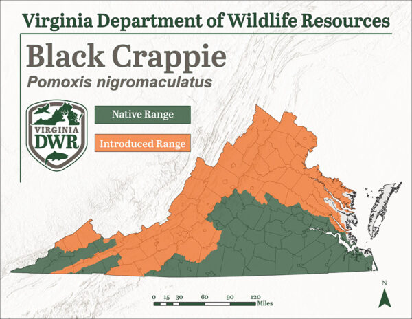 Ang Black Crappie ay matatagpuan sa buong Virginia