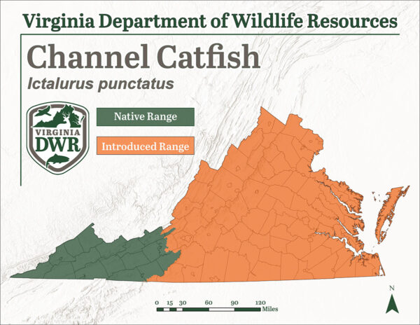 Ang channel catfish ay matatagpuan sa buong estado ng Virginia bagaman ito ay katutubong lamang sa pinakakanlurang rehiyon ng estado