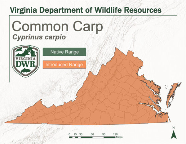 Ipinapakita ng mapa ng estado ang tirahan ng karaniwang carp. Pansinin ang buong estado kung saan ito ipinakilala, hindi ito katutubong.