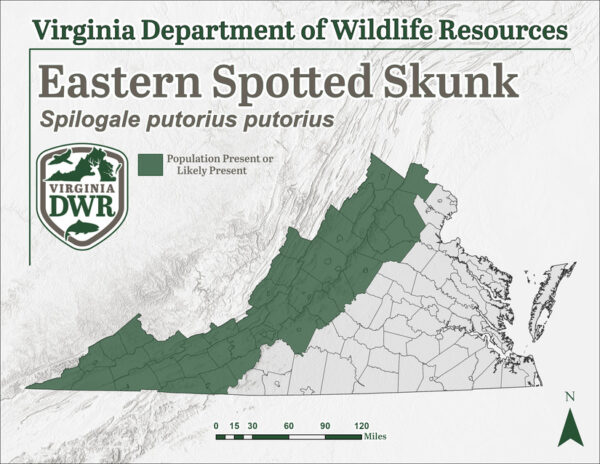 Inilalarawan ng larawang ito ang pamamahagi ng eastern spotted skunk (Spilogale putorius putorius) sa Virginia. Ang silangang batik-batik na skunk ay naninirahan sa paanan ng Blue Ridge Mountains at higit pa sa kanluran.