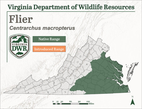 Ang Flier ay matatagpuan sa buong Eastern Virginia