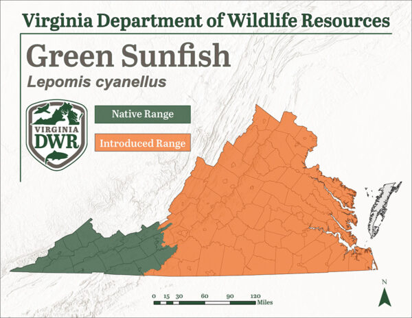 Ang berdeng sunfish ay matatagpuan sa buong Virginia; ngunit ito ay ipinakilala at hindi katutubong sa coastal plain at mga rehiyon ng piedmont