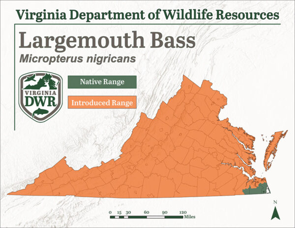 Ang largemouth bass ay orihinal na natagpuan lamang sa isang rehiyon ng Virginia ngunit ipinakilala sa lahat ng dako sa mga taon mula noon