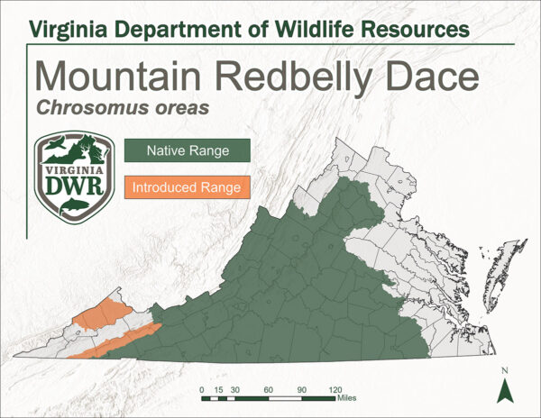 Isang mapa ng estado na nagpapakita ng tirahan ng mountain redbelly dace. Katutubo sa karamihan ng Virginia mula sa gitna hanggang sa kanluran. Ipinakilala sa malalim na timog kanlurang bahagi ng estado.