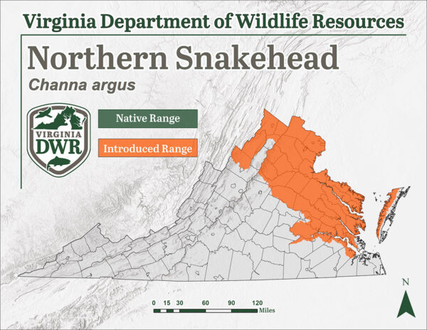 Ang hilagang snakehead ay isang ipinakilalang species na matatagpuan sa hilagang-silangan na rehiyon ng Virginia