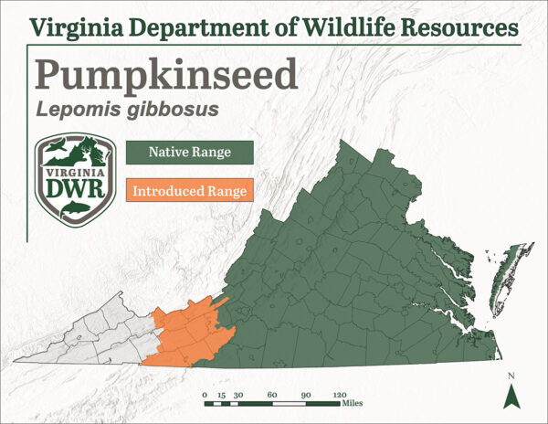 Ang pumpkinseed ay matatagpuan sa halos lahat ng Virginia maliban sa pinakakanlurang bahagi, lahat ng kanlurang populasyon na lampas sa Appalachian mountains ay ipinakilala