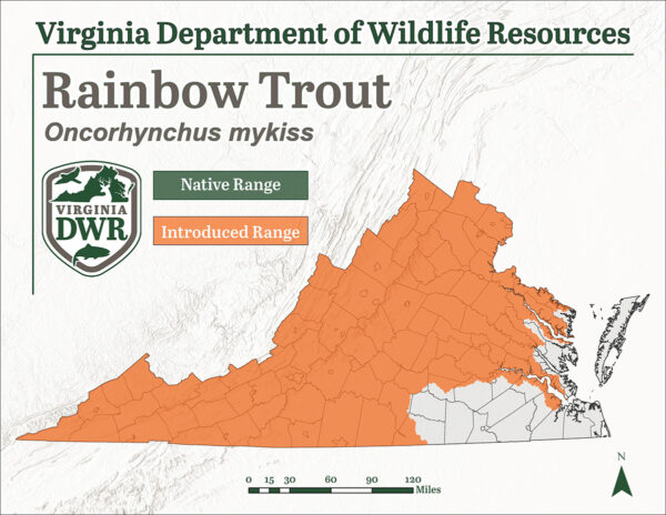 Ang Rainbow trout ay ipinakilala sa mga rehiyon ng Montane at Piedmont ng Virginia