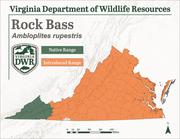 Ang Rock bass ay matatagpuan sa buong Virginia