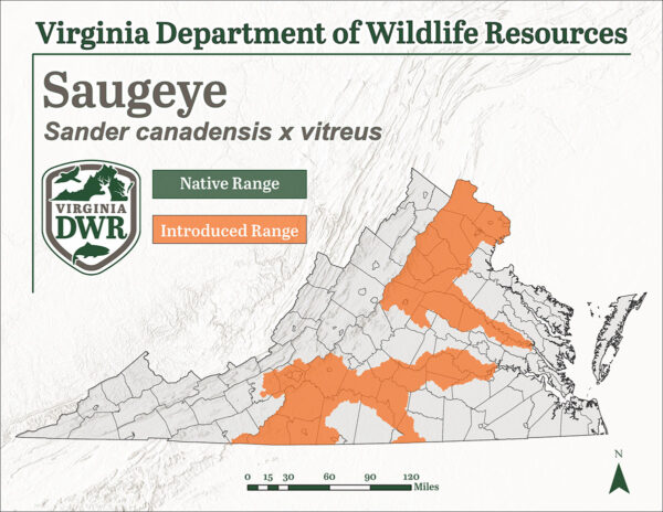 Ang Saugeye ay ipinakilala sa ilang dispersed patches ng Virginia