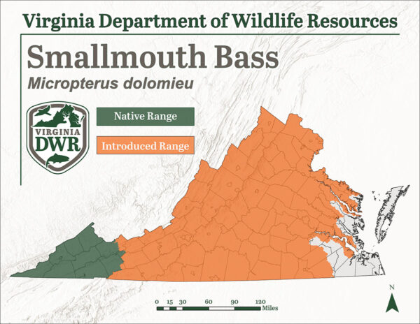 Ang Smallmouth bass ay matatagpuan sa buong Virginia