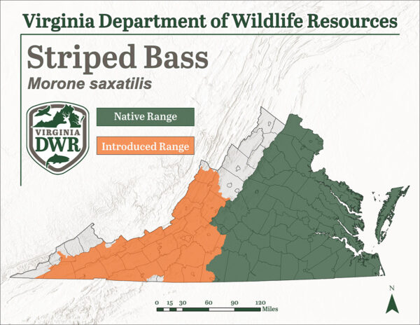 Striped Bass Distribution sa Virginia